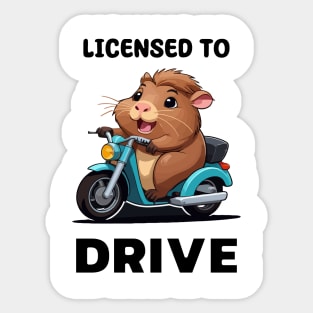 Licensed to Drive - Funny Guinea Pig on Moped Sticker